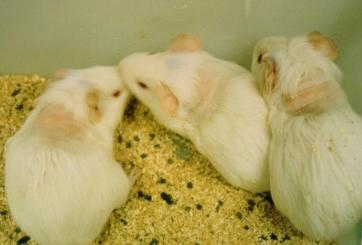 Guinea pigs in toxicity experiment