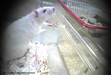 Animal experiments at Imperial College London