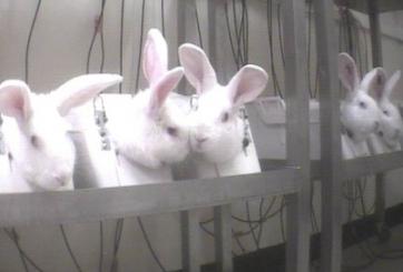 Animal experiments at Wickham Laboratories