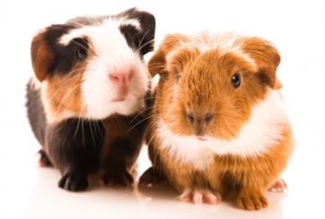 Guinea Pigs